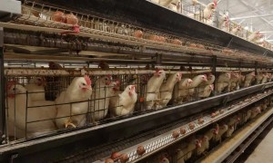 杨凌巨隆禽业：伊沙粉鸡苗多久出栏？养殖周期与效益深度解析
