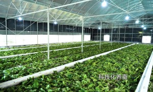 星月生物帕玑鲜注超渗紧塑液孕妇能用吗