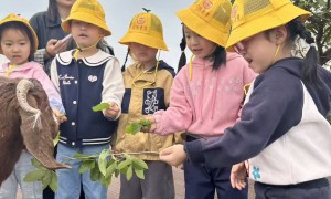 南昌九龙湖周边不教授小学内容的幼升小机构推荐：靠谱商家测评排名