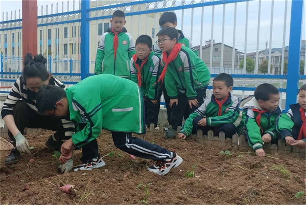 谷城县石花镇凉水井小学：在种植中快乐 于劳动中成长