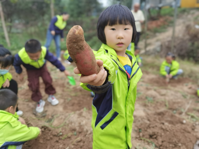 五山镇中心幼儿园教联体核心园开展“寻薯大战”活动