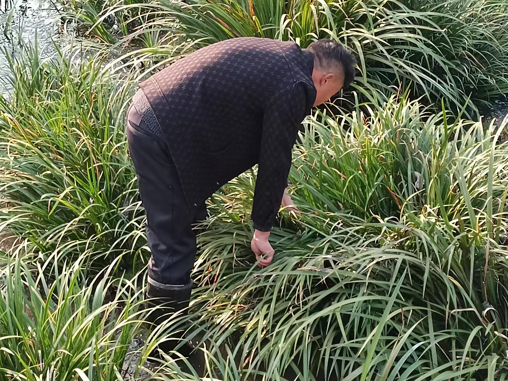 高正平：发展石菖蒲   带富百余人