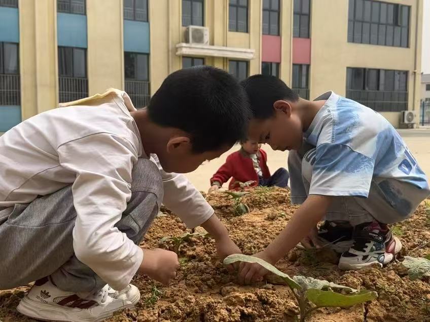 谷城县石花镇凉水井幼儿园：童心育苗 劳动启蒙