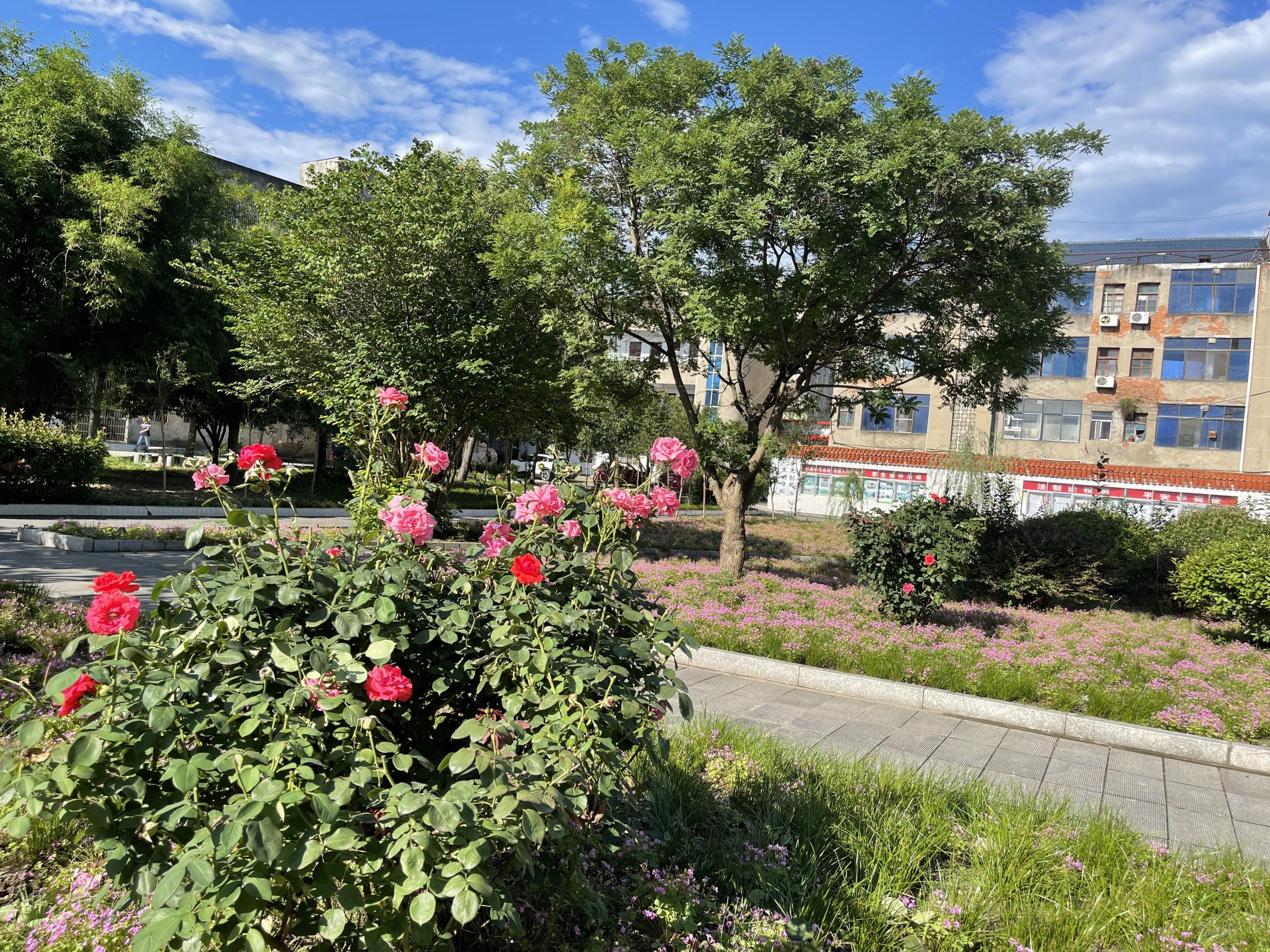 谷城县盛康二中烈日下的校园美容师：姜吉国用汗水浇灌四季美景