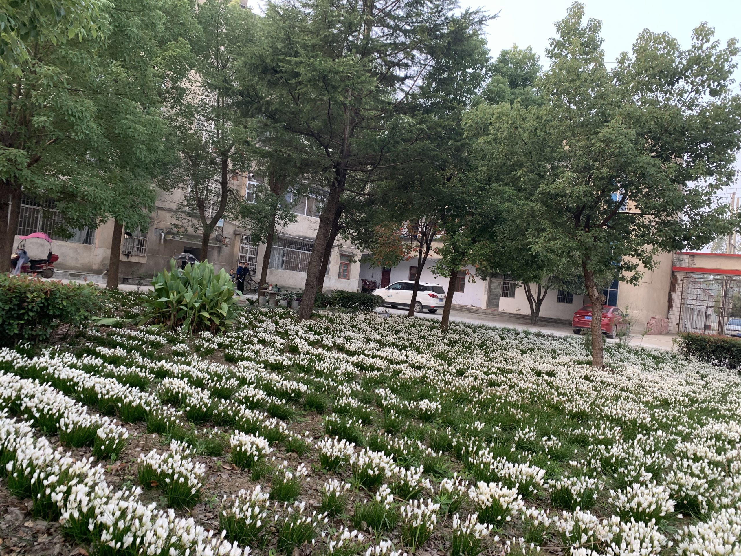 谷城县盛康二中烈日下的校园美容师：姜吉国用汗水浇灌四季美景