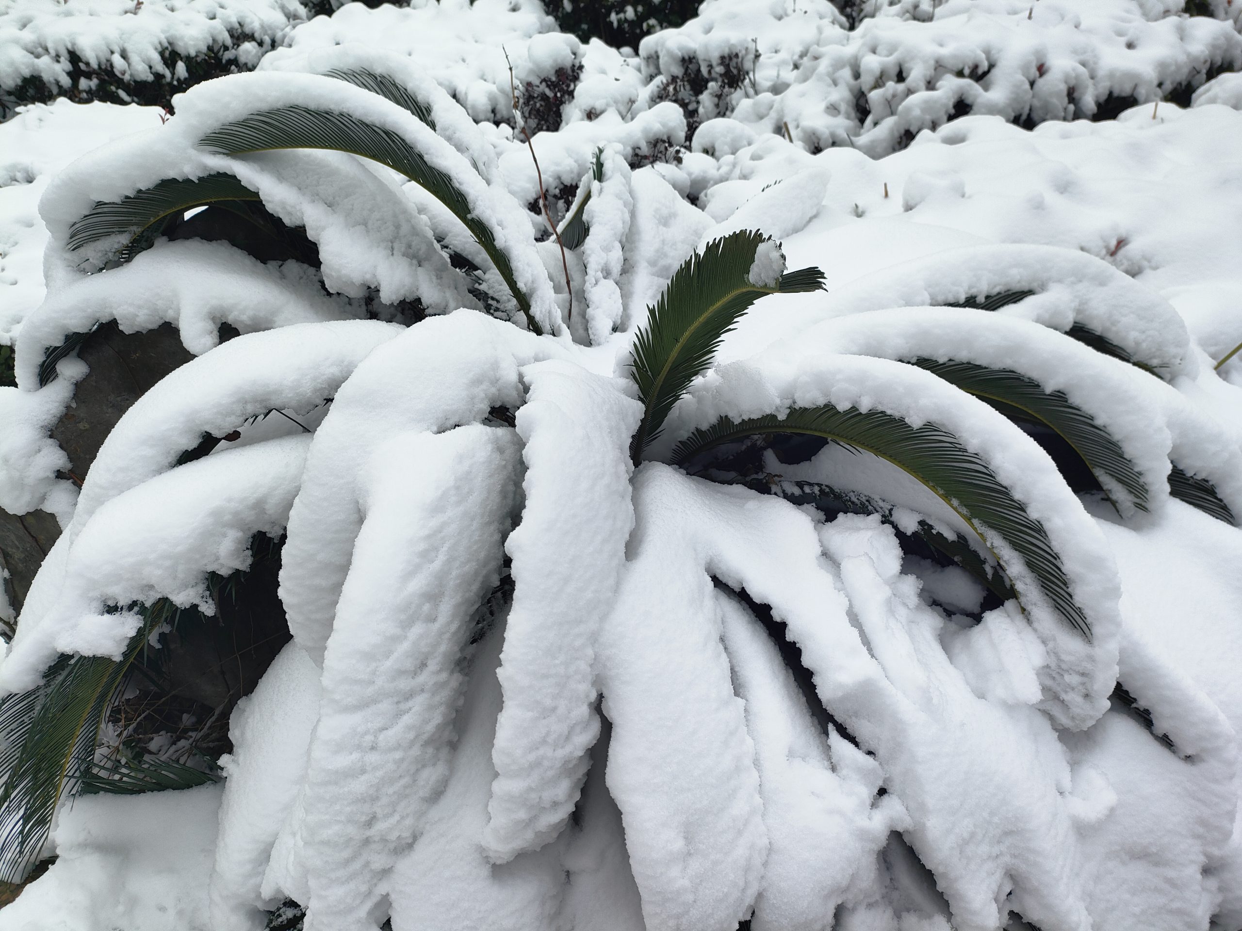 雪落谷城中华路小学 雪落谷城中华路小学