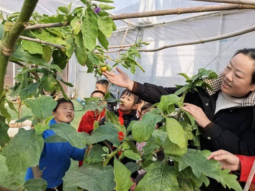 思政课“活”起来 谷城县凉水井小学将思政课堂“搬”进多肉植物大棚 思政课“活”起来 谷城县凉水井小学将思政课堂“搬”进多肉植物大棚