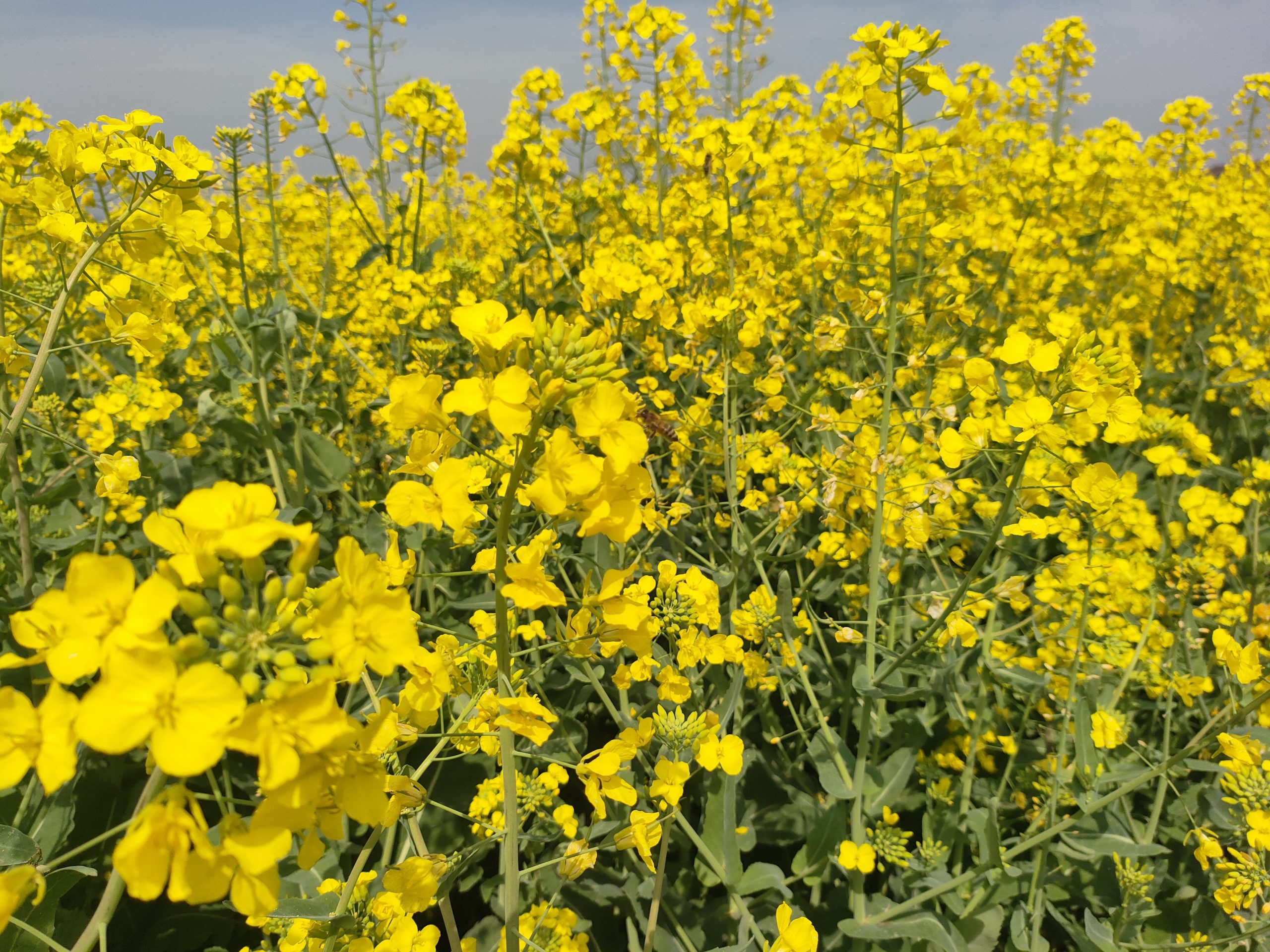金浪涌张棚 春风醉花田