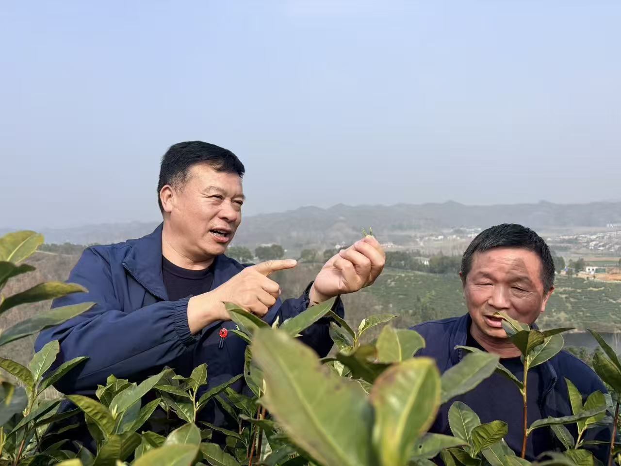 “襄阳茶人张”喊你赴约！3月27日玉皇剑春茶开园