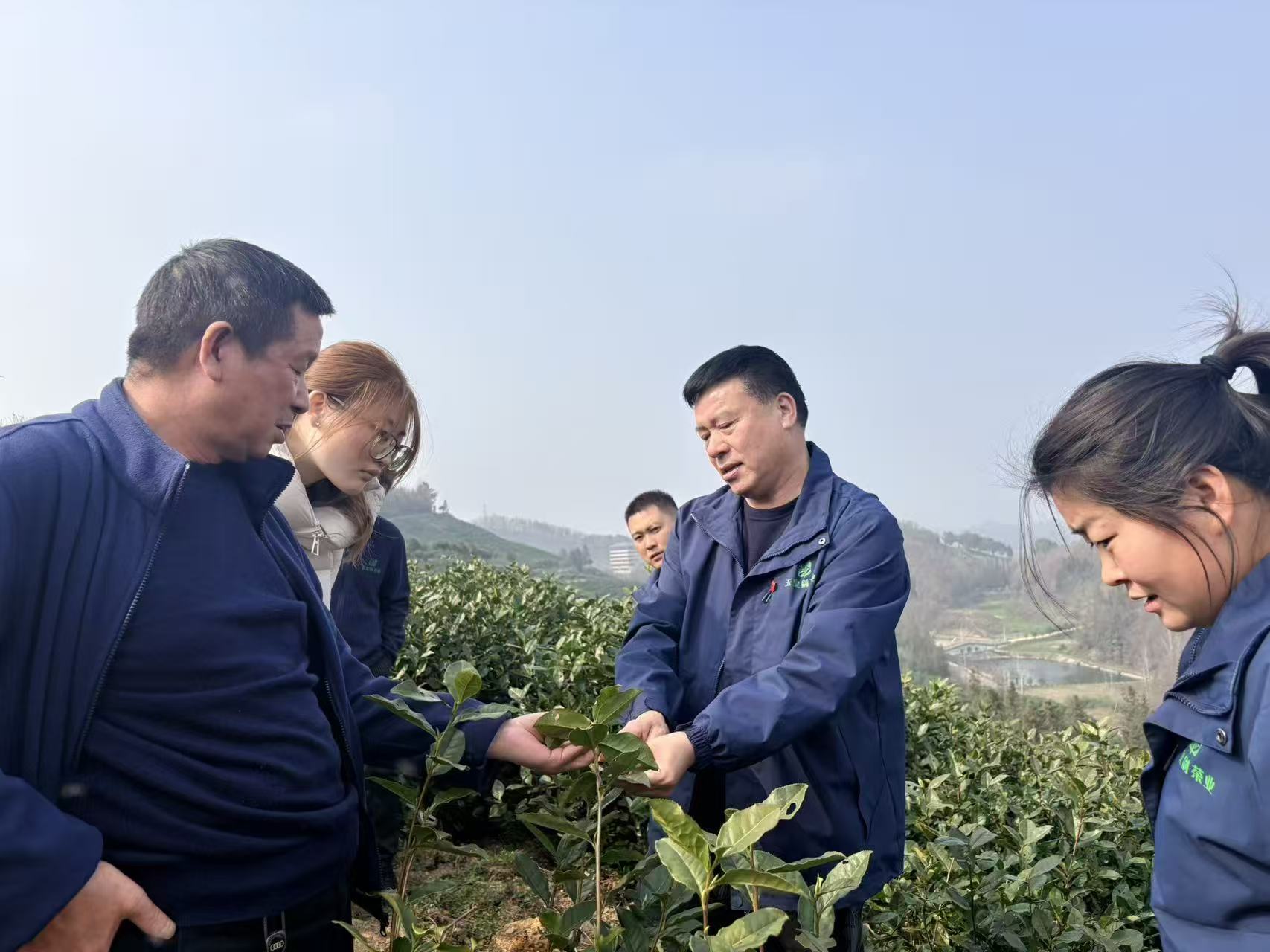 “襄阳茶人张”喊你赴约！3月27日玉皇剑春茶开园