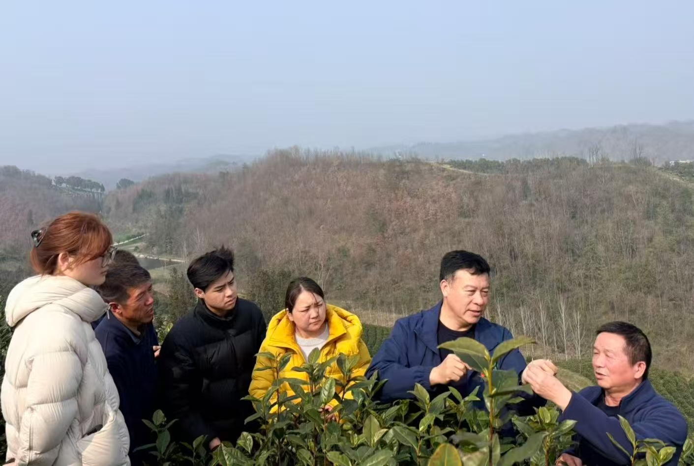 “襄阳茶人张”喊你赴约！3月27日玉皇剑春茶开园