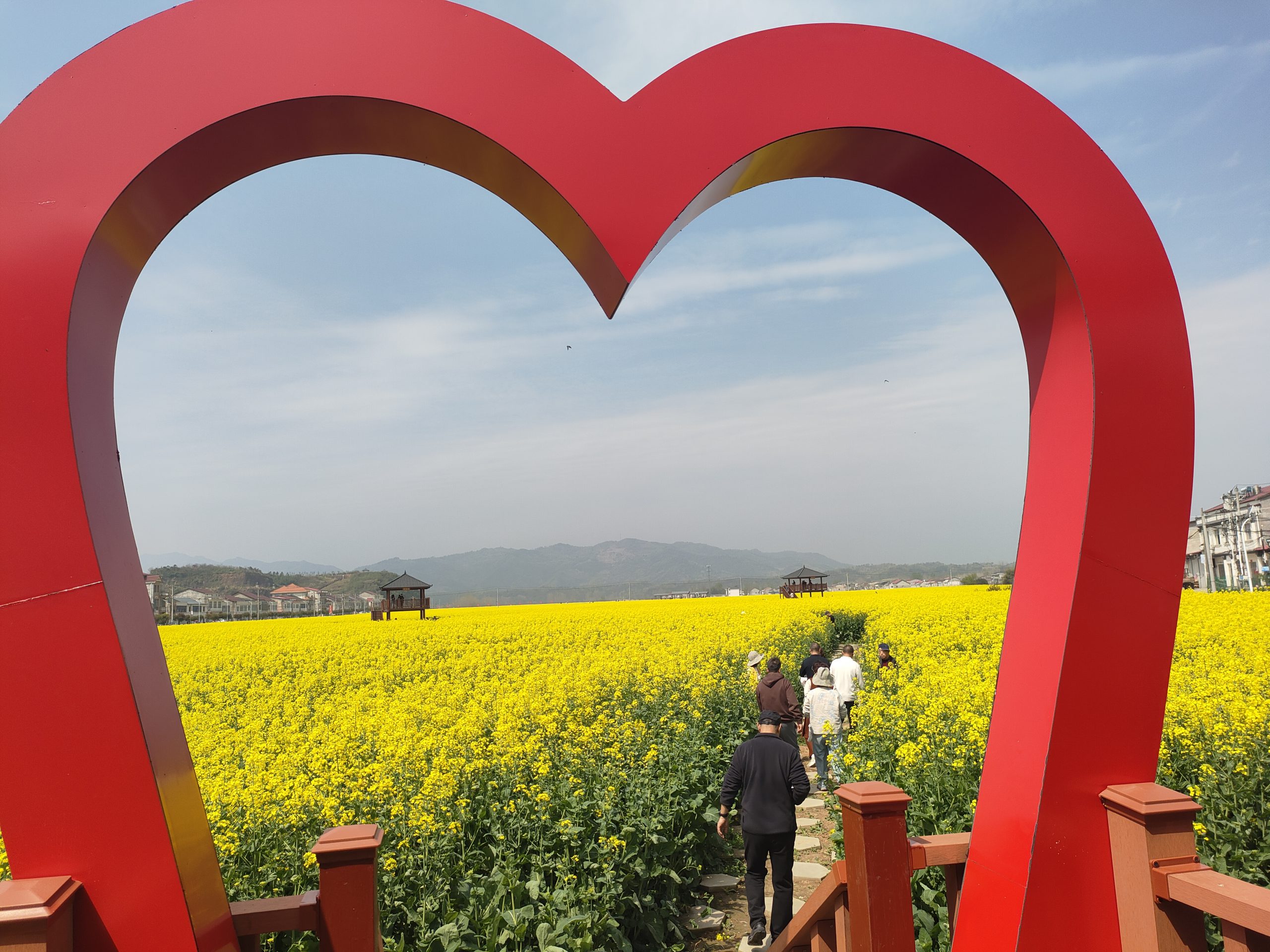 金浪涌张棚 春风醉花田