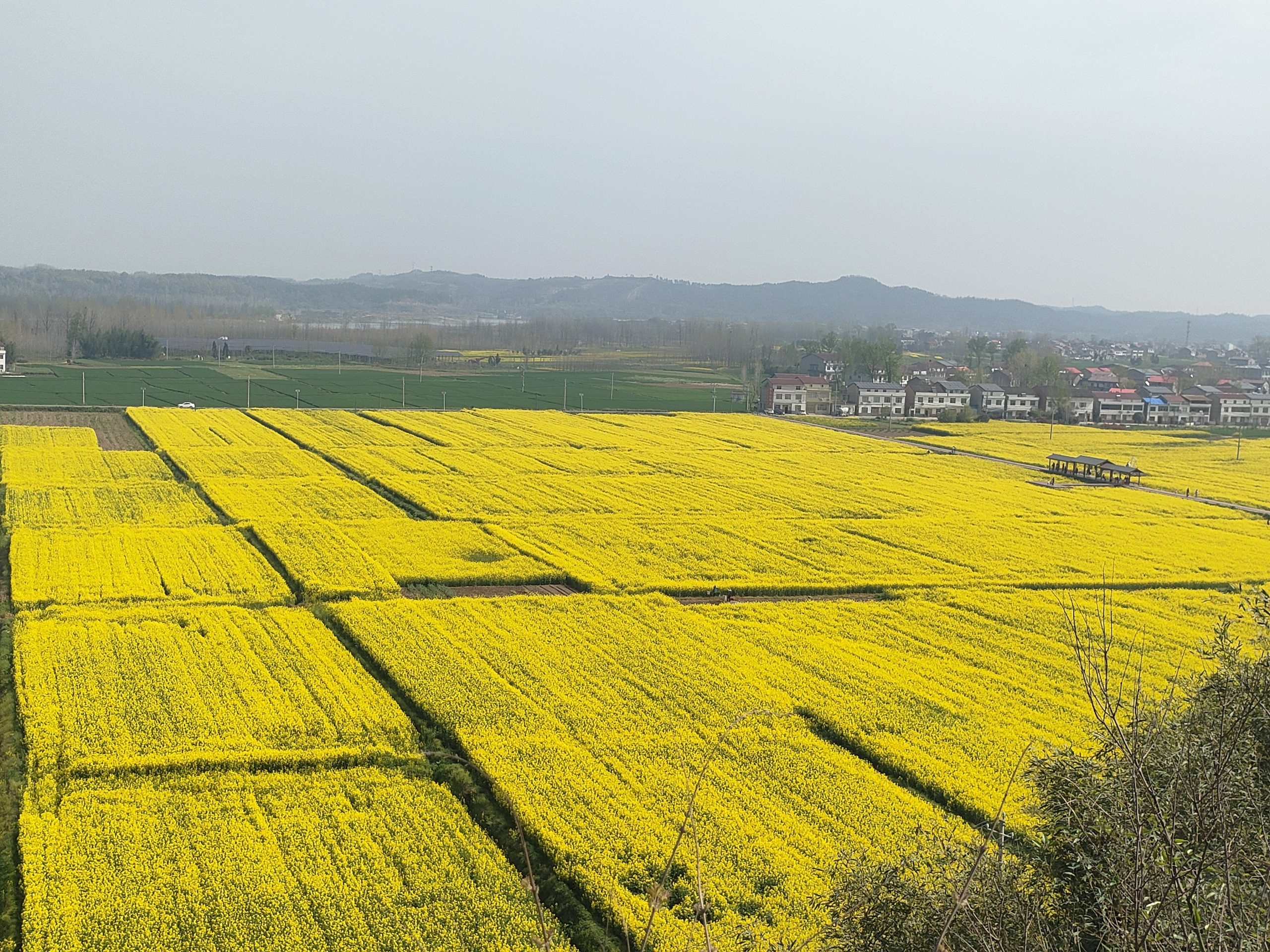 金浪涌张棚 春风醉花田