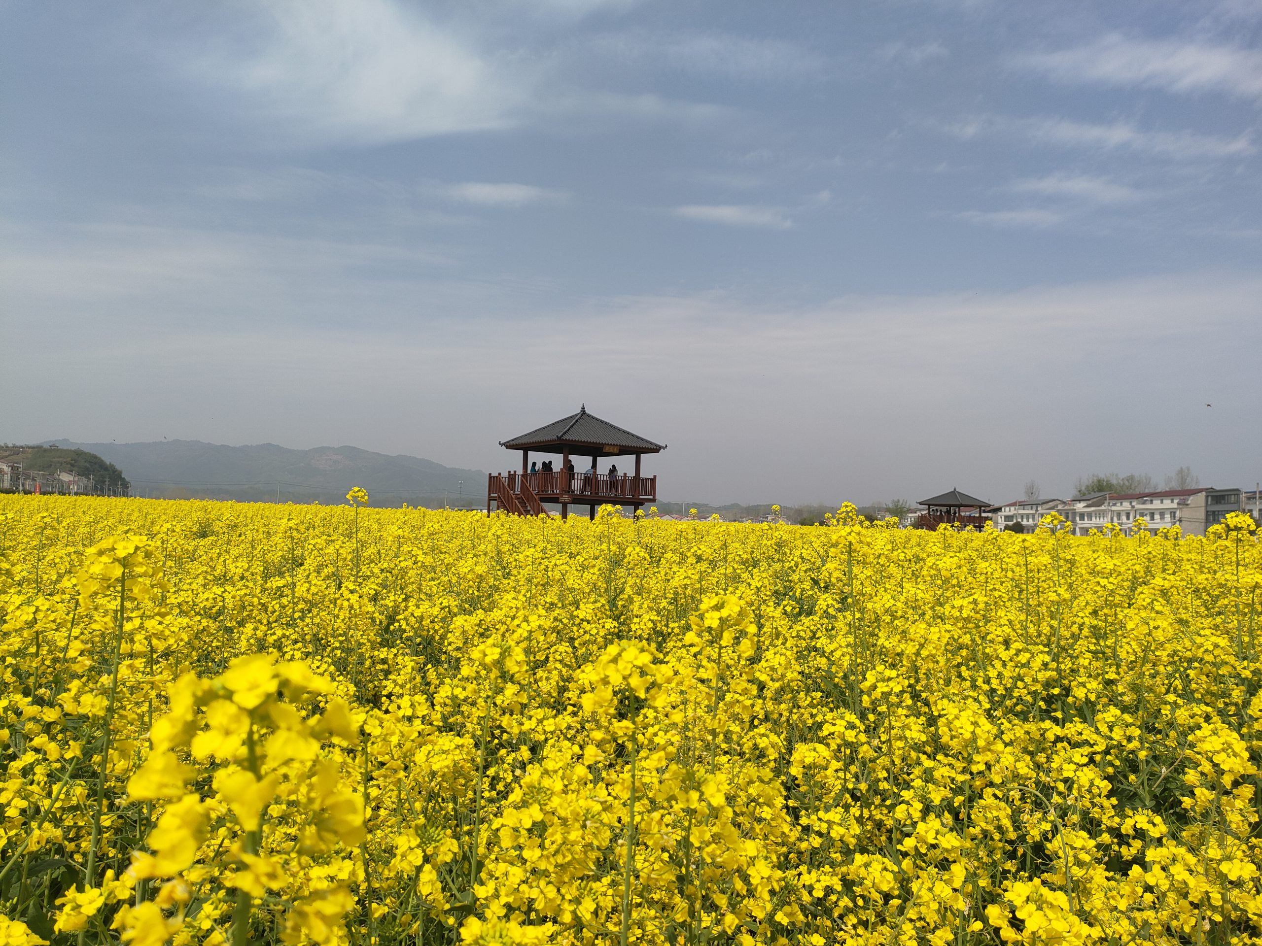 金浪涌张棚 春风醉花田
