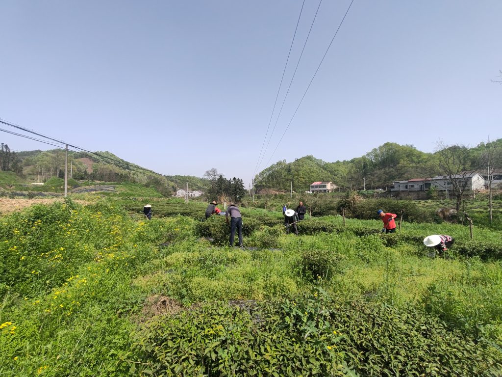 有机茶园这样搞，必须人工来除草