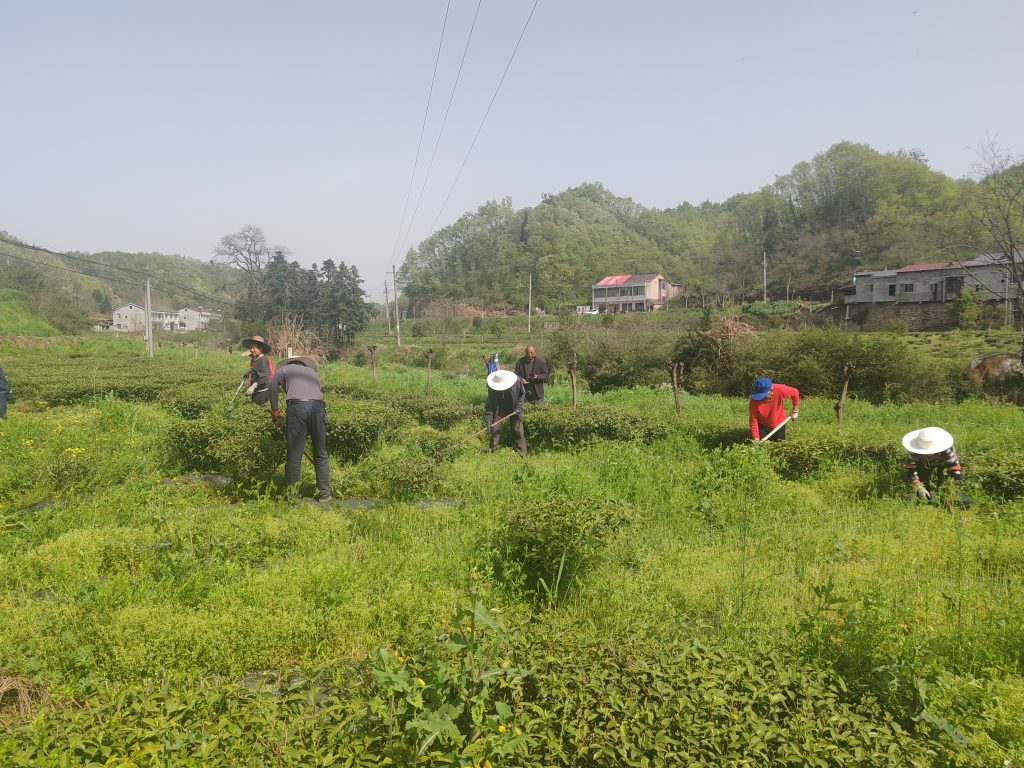 有机茶园这样搞，必须人工来除草
