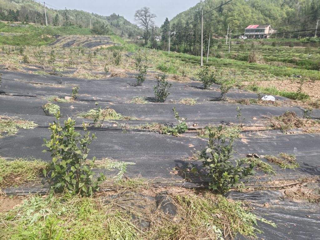 有机茶园这样搞，必须人工来除草
