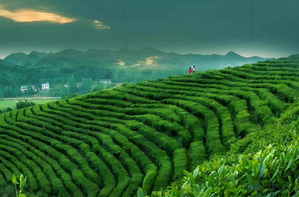 有机茶园这样搞，必须人工来除草