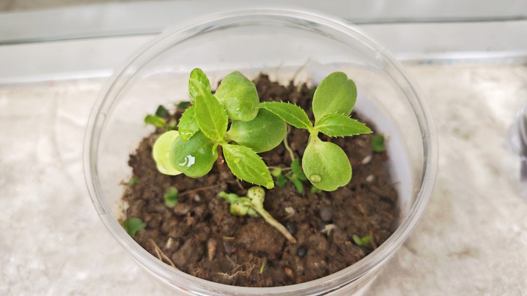 动手实践探自然 科学种植乐成长