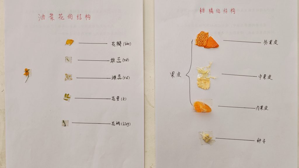动手实践探自然 科学种植乐成长
