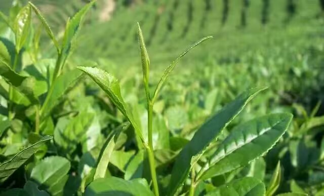 玉皇剑工会在茶坛举办采茶技能大赛