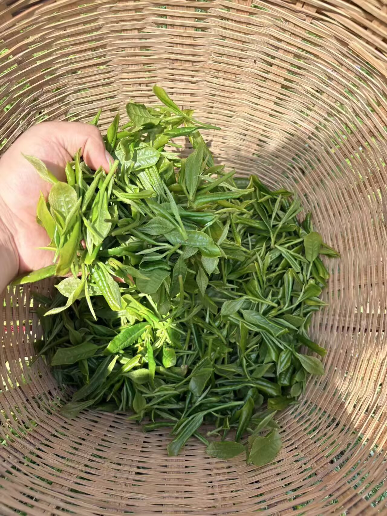 玉皇剑工会在茶坛举办采茶技能大赛