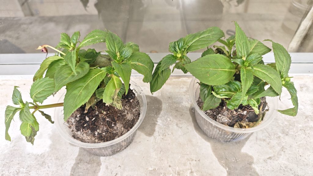 动手实践探自然 科学种植乐成长