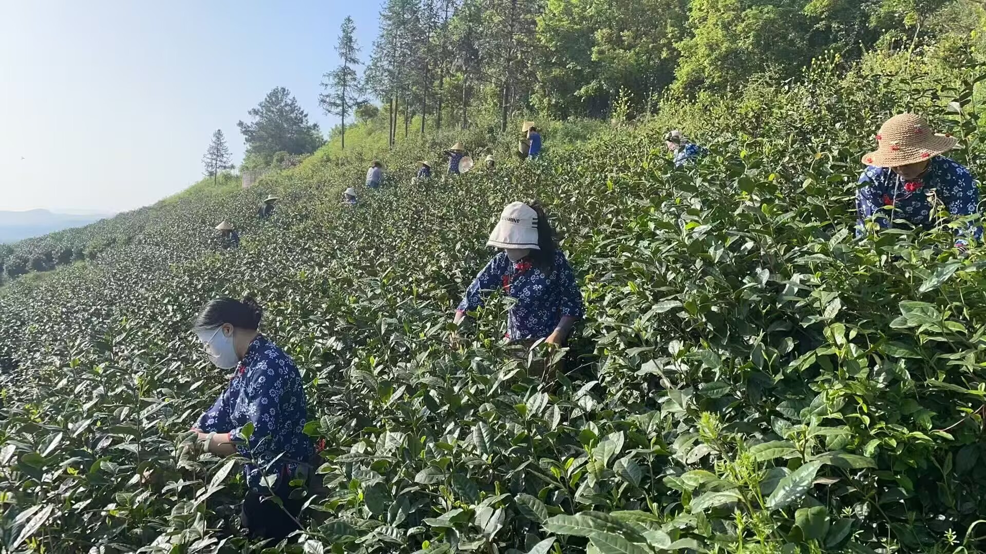 玉皇剑工会在茶坛举办采茶技能大赛