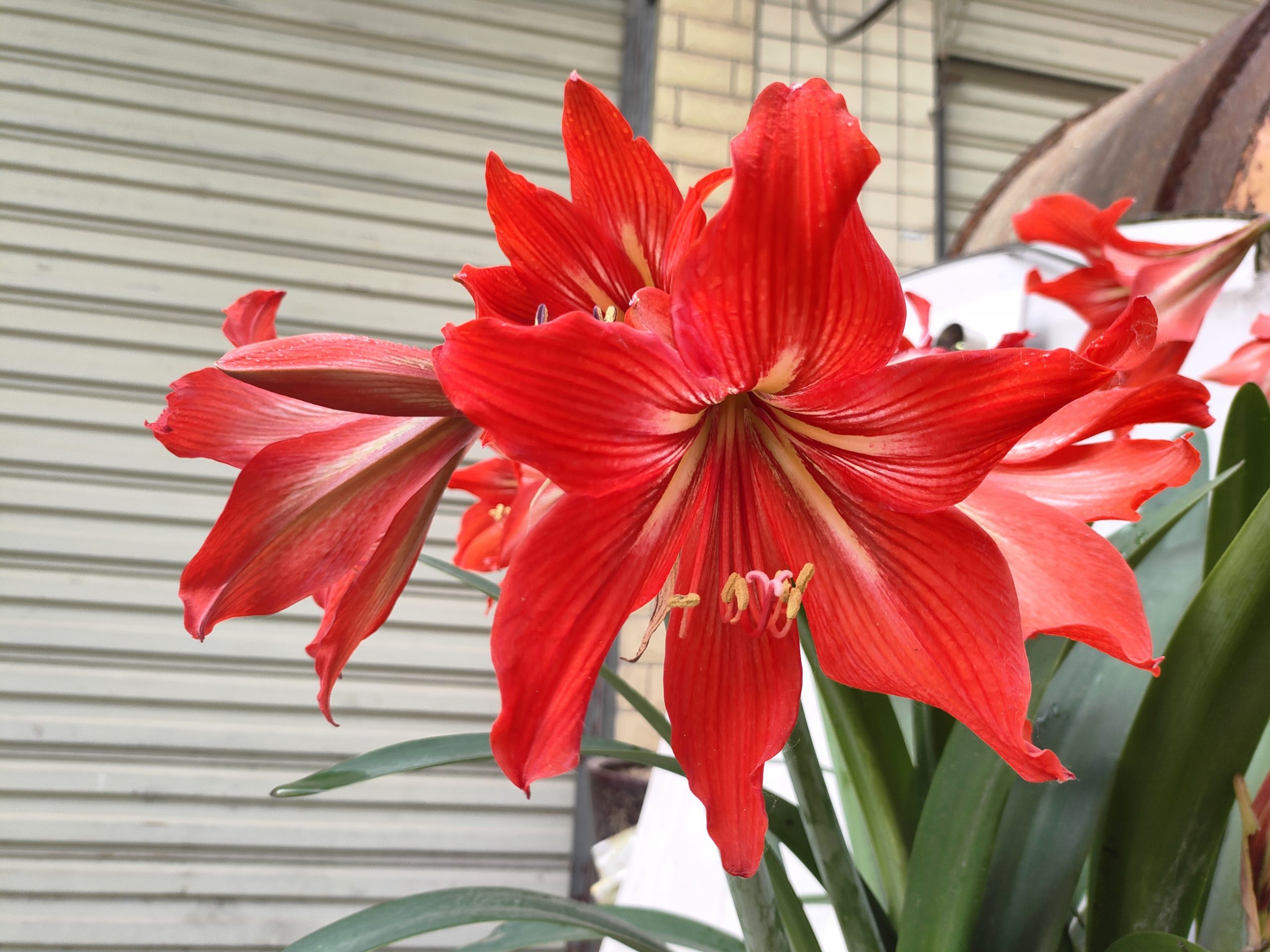 对子红绽夏光