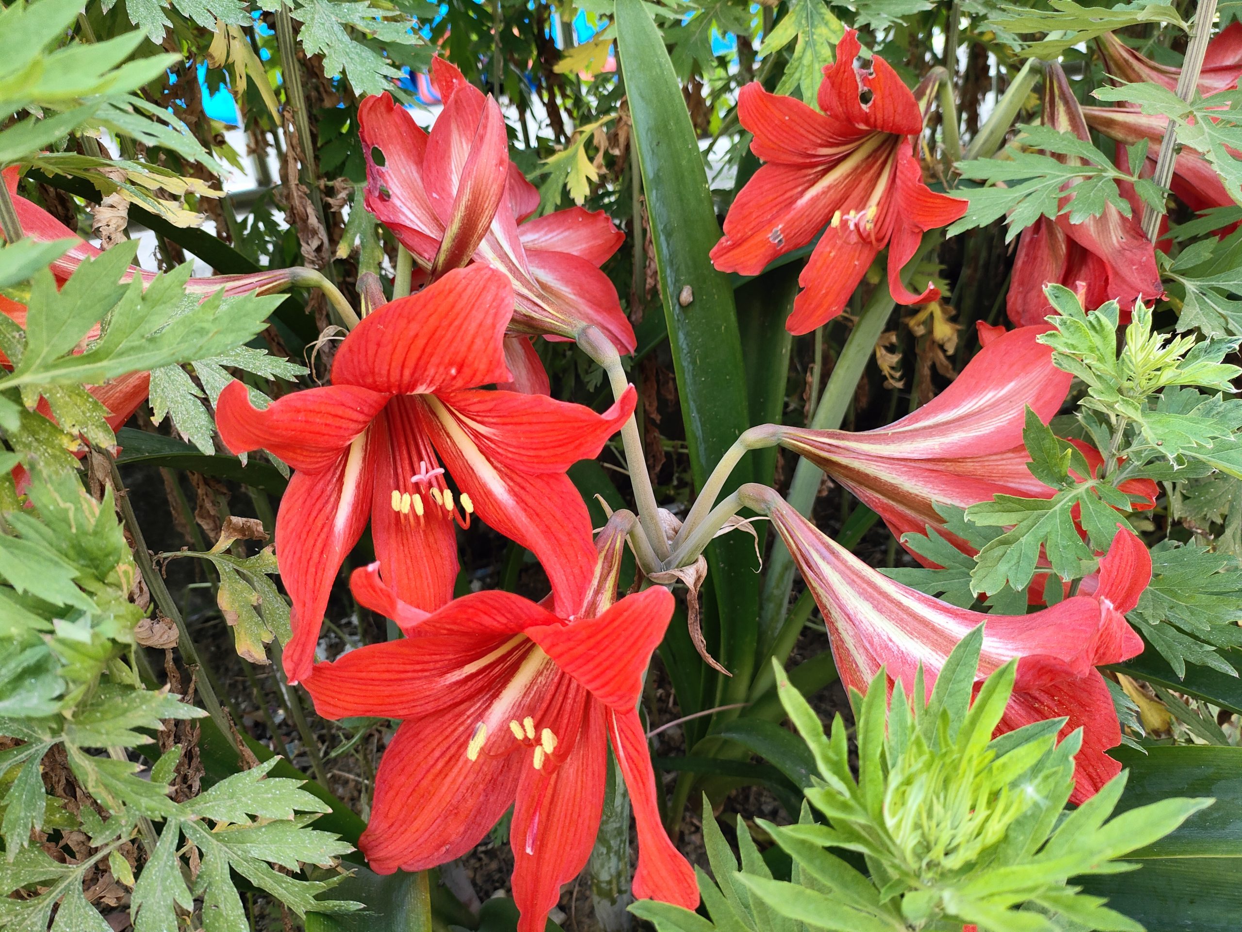 对子红绽夏光