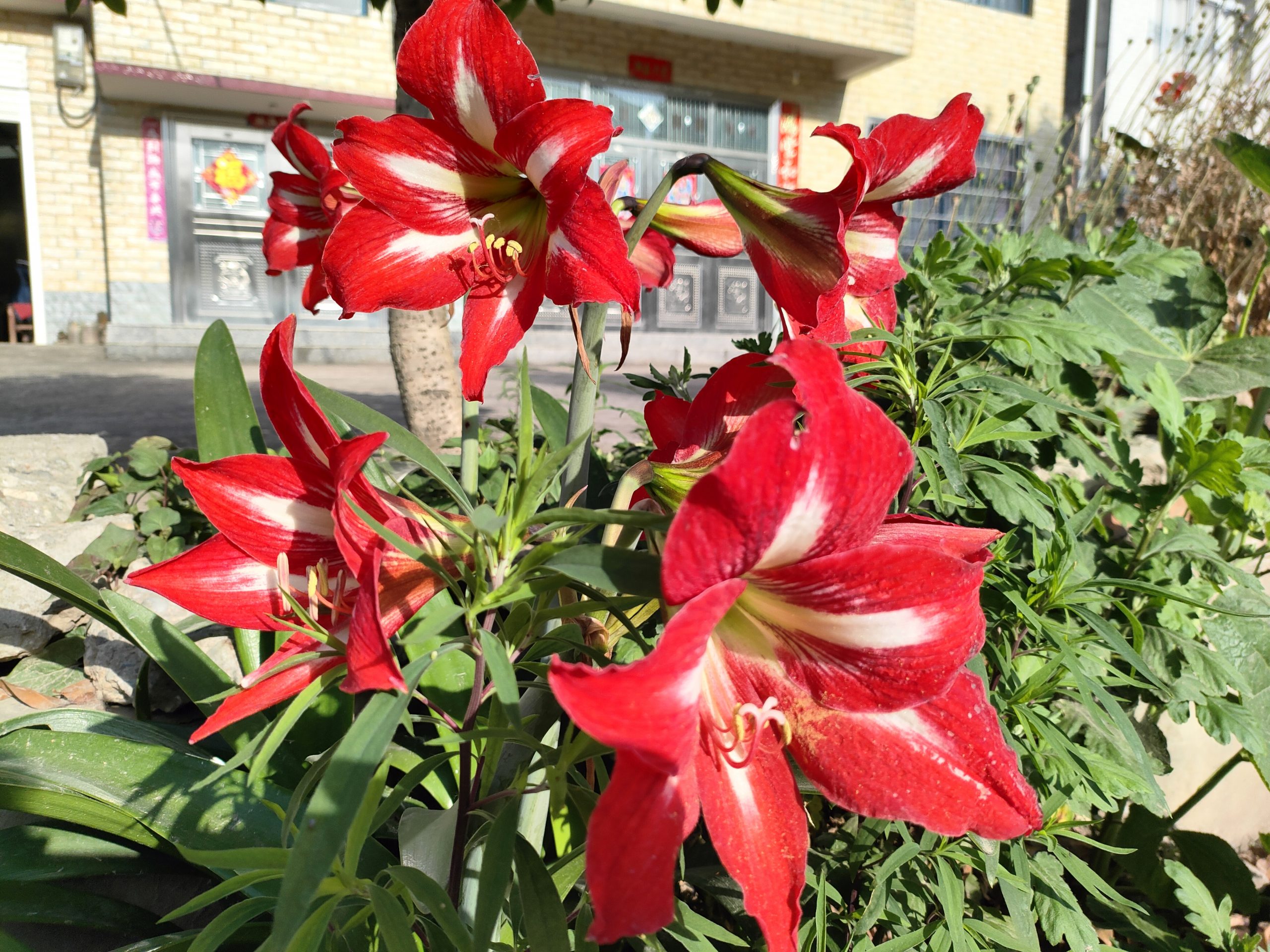 对子红绽夏光