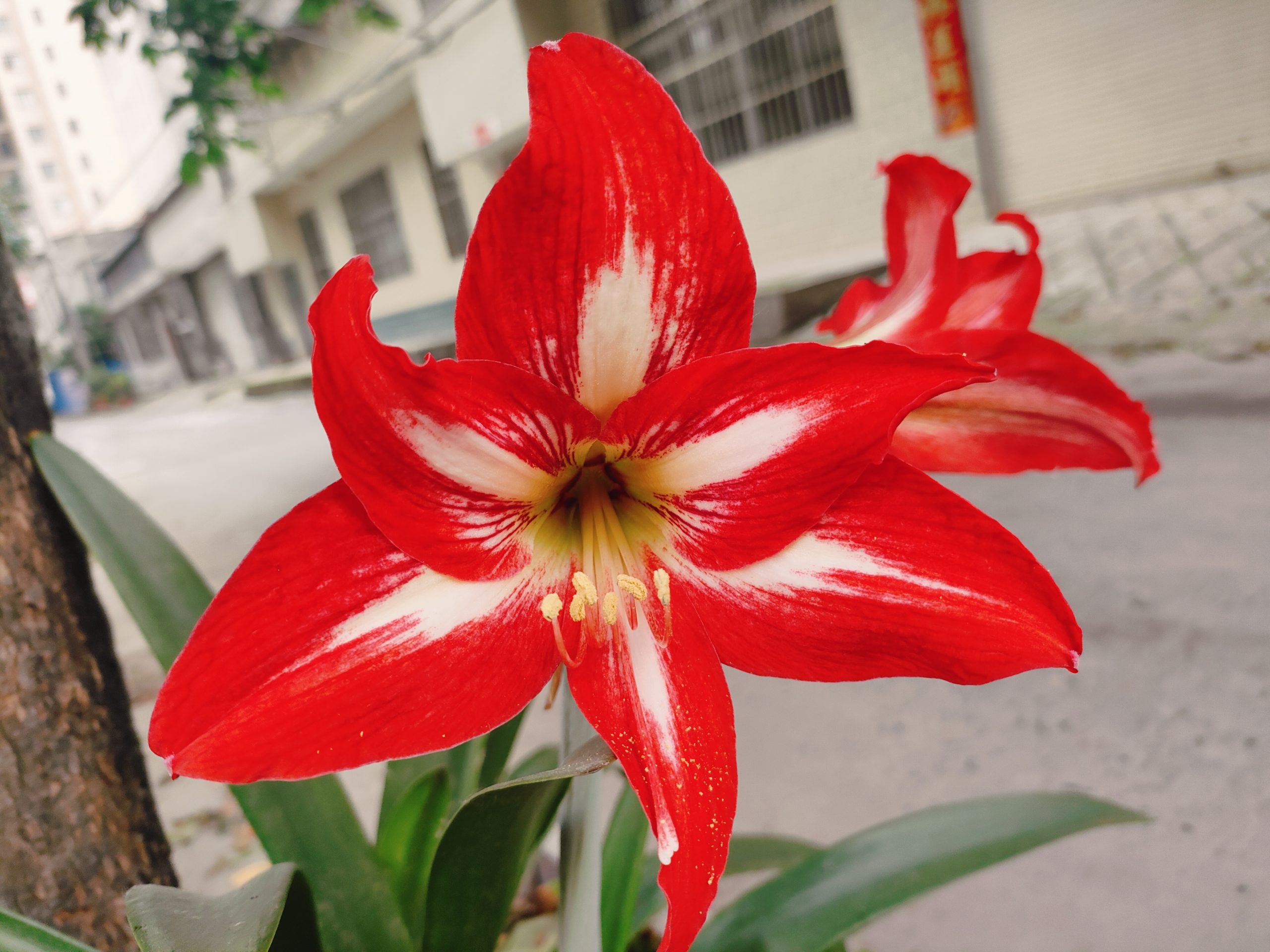 对子红绽夏光