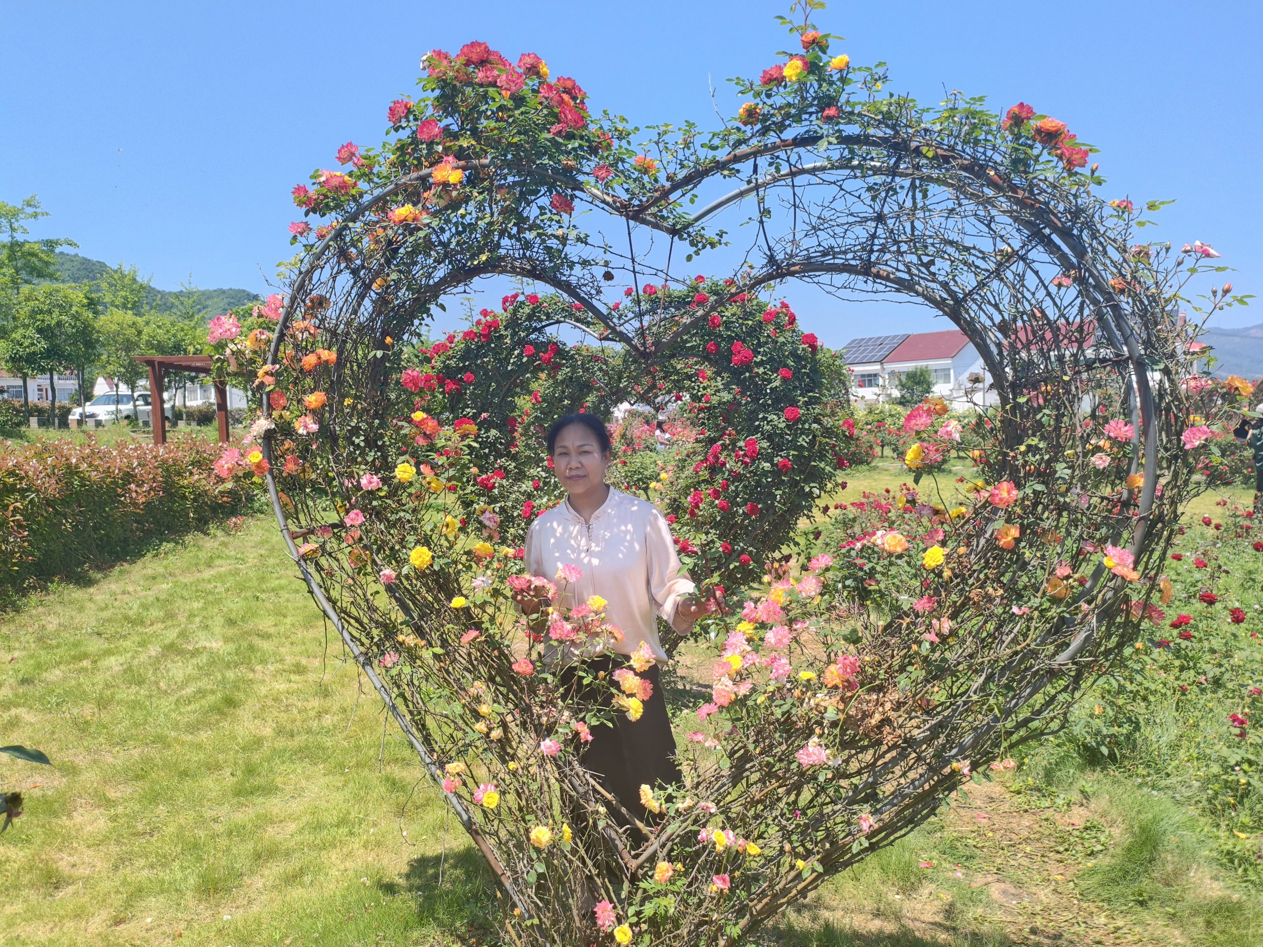 谷城：九里坪月季漫初夏