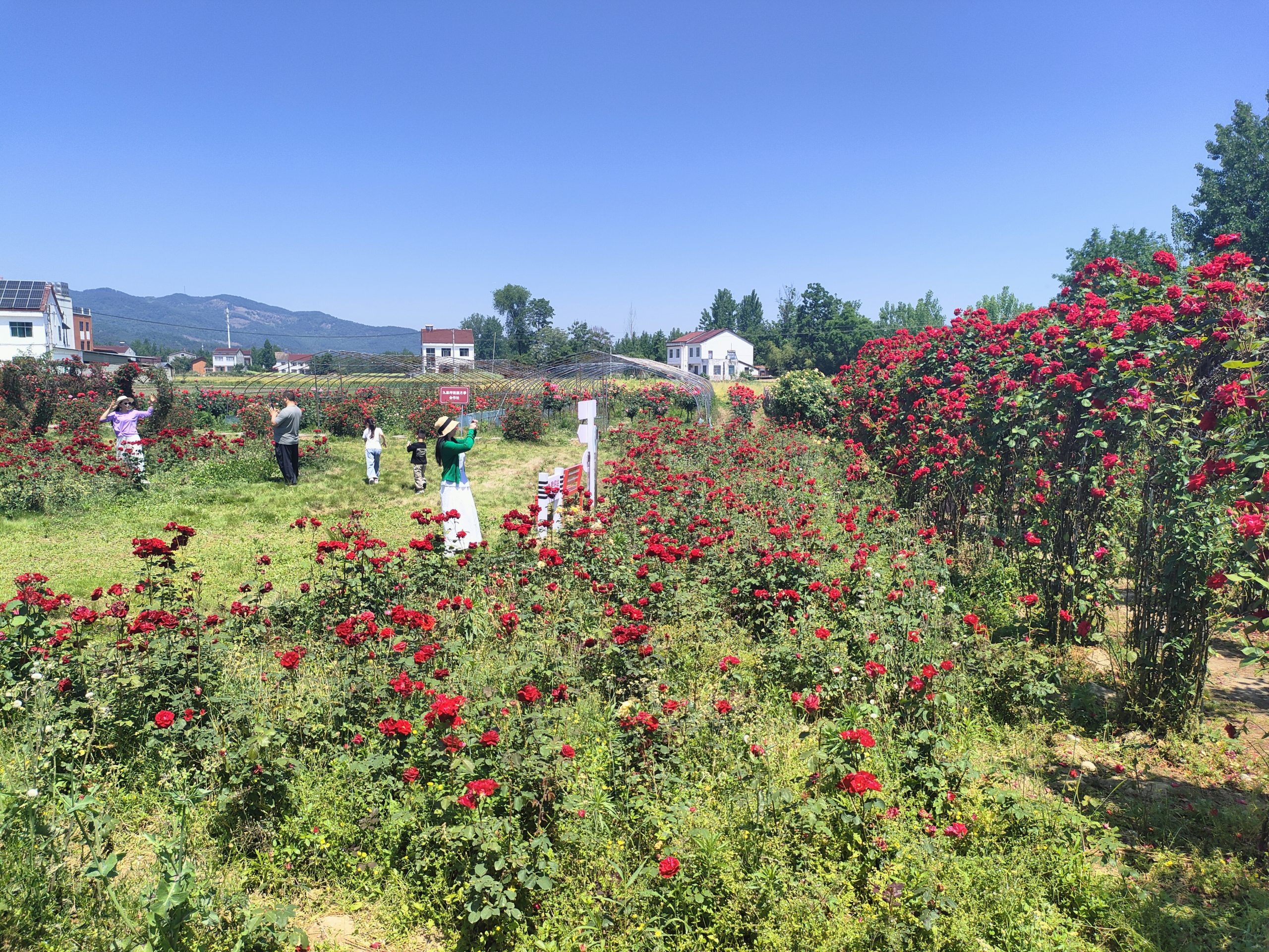 谷城：九里坪月季漫初夏