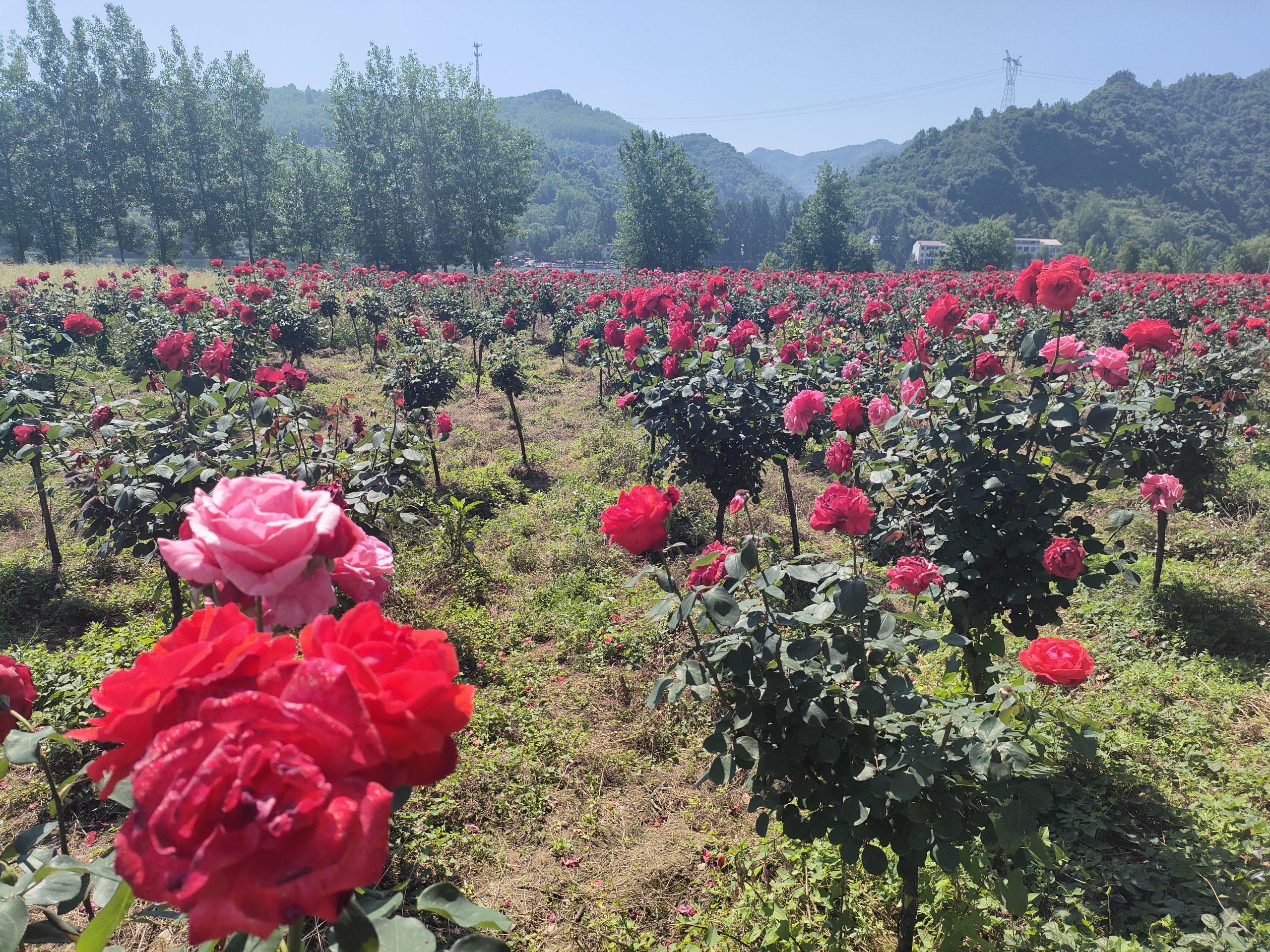谷城：九里坪月季漫初夏