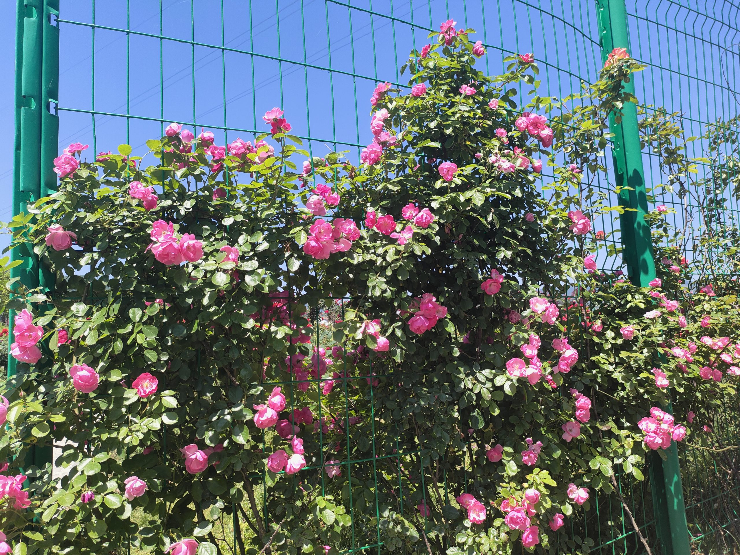 谷城：九里坪月季漫初夏