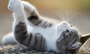 2026年618最新猫粮：哪款猫粮好？详解全价猫粮实用常识