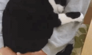 希喂三拼冻干猫粮评测：一款兼顾猫咪肠胃和长肉的性价比国产猫粮
