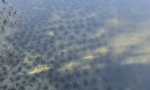 南京沉水植物种植销售基地、沉水植物种植观光基地、沉水植物种植研究基地靠谱的供应商推荐