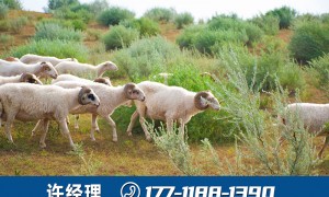 上海正规的盐池滩羊肉源头厂家：边塞风清真原切无拼接，企业采购可开票