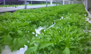 植物工厂生产厂哪家合作案例多？丽华润康用户力荐