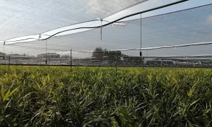 茶园用抹茶遮阳网加工厂哪家专业，靠谱生产厂家口碑推荐
