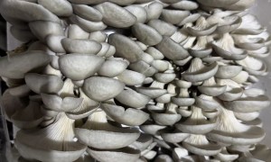 株洲食堂食材供应机构靠谱商家综合实力推荐