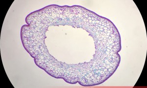 植物学实验要用植物组织切片找哪家买商家测评排名