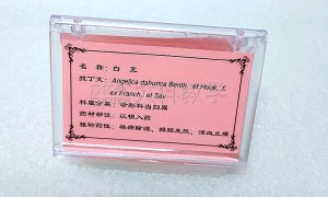 广州热门的原色腊叶标本生产厂家筛选名录，客户口碑力荐