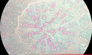 南京生物切片供应商商家怎么选：成立多年的源头生产厂家评测排名