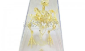 北京正规的昆虫针插标本教学仪器公司有哪些