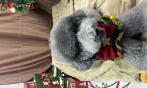 宠物美容师培训班实力参考：证书、终身复训，门店就业推荐助力发展