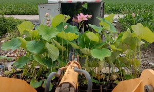 黑龙江耐寒荷花苗供应服务商发展现状与选择指南，价格公道不玩套路