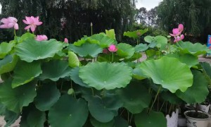哈尔滨荷之源水体绿化有限公司盐碱地治理品牌企业实力参考